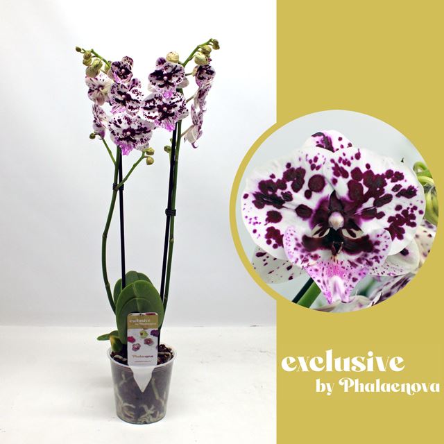 Picture of PHALAENOPSIS 02-STEM SPEECHLESS ELEGANCE