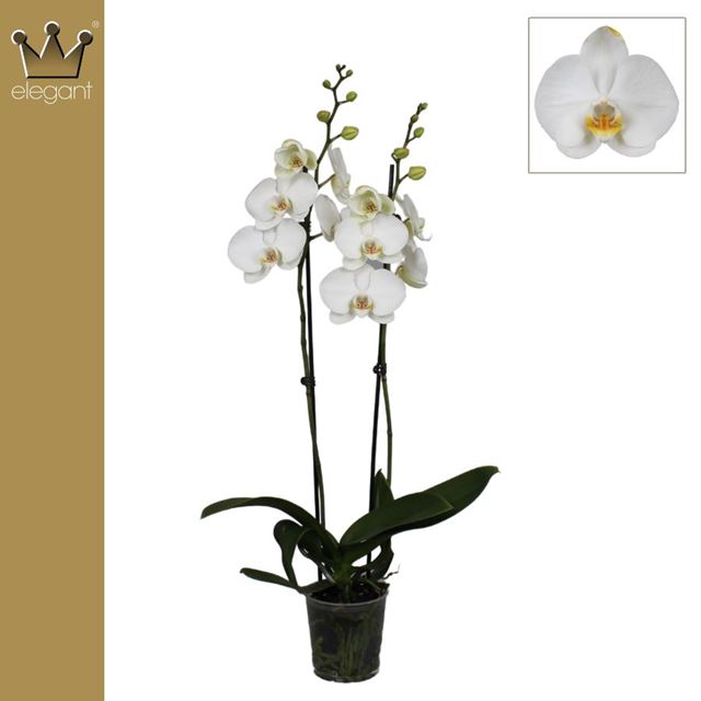 Picture of PHALAENOPSIS 02-STEM ROYAL WHITE