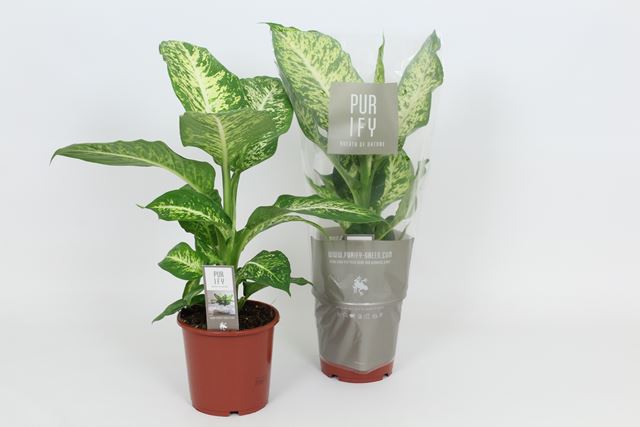 Picture of DIEFFENBACHIA SEGUINE MARS