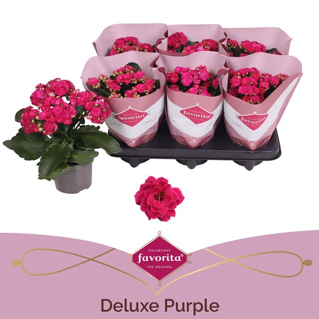 Picture of Kalanchoe double fuchsia pink