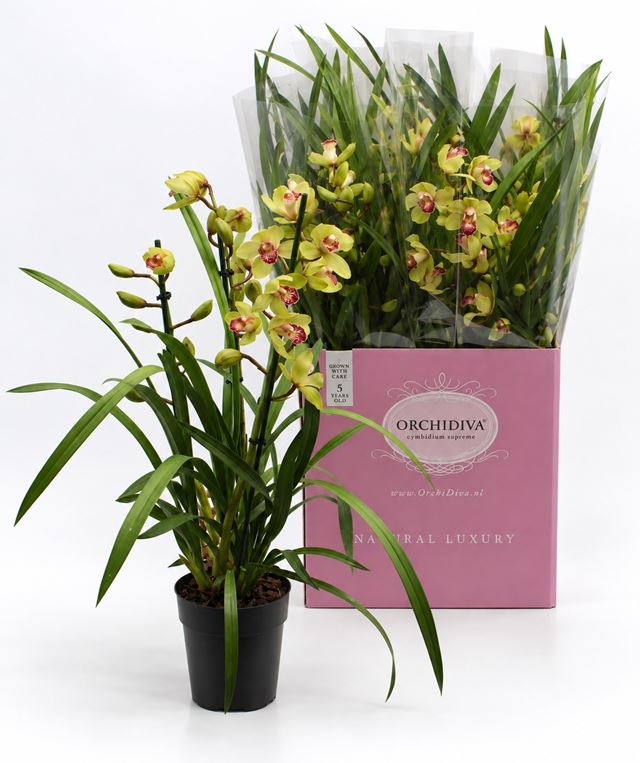 Picture of Cymbidium 03/04-stem