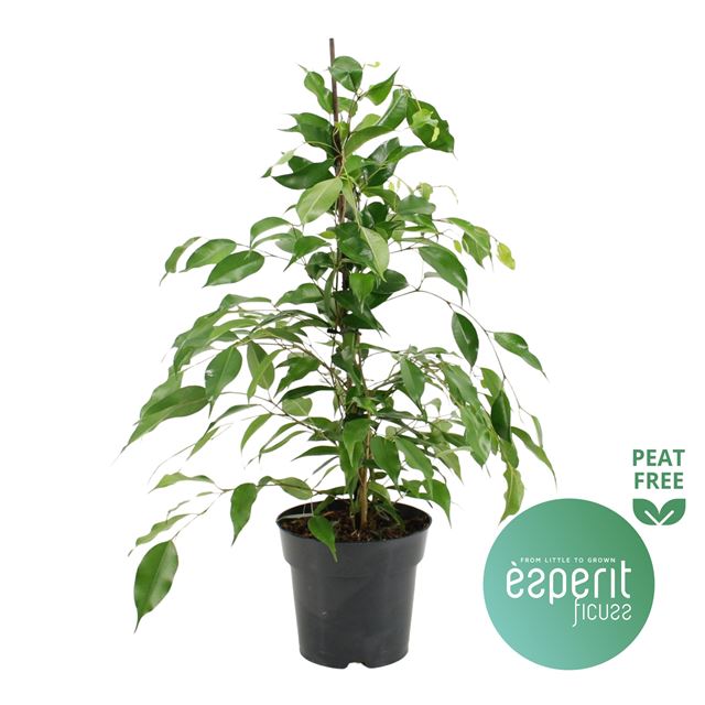 Picture of FICUS BENJAMINA DANITA