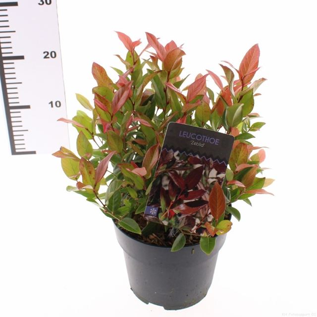 Picture of Leucothoe axillaris zeblid