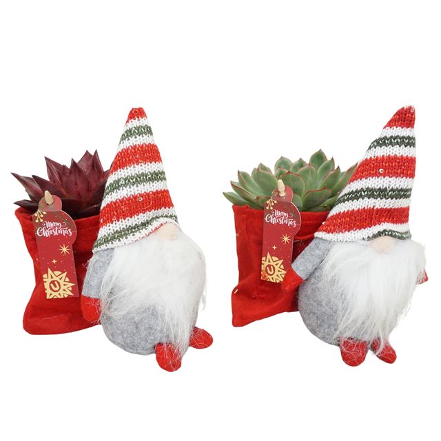 Picture of ECHEVERIA MIX IN FELT XMAS GNOME