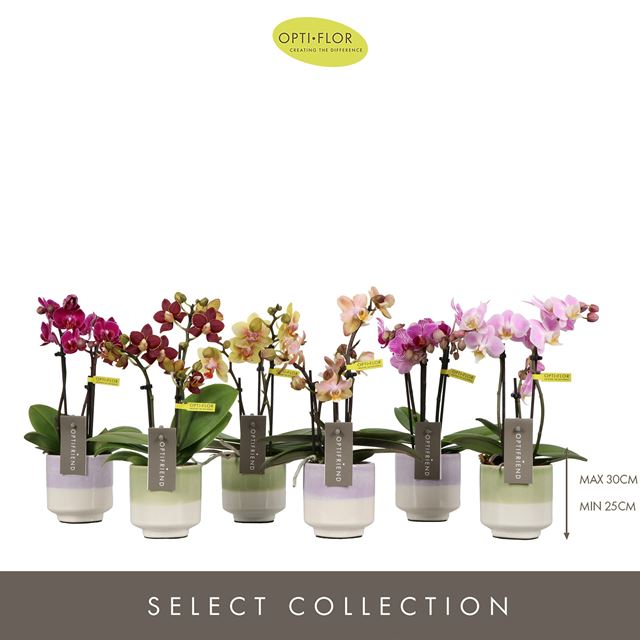 Picture of Phalaenopsis 03-stem optifriend mix in ceramic