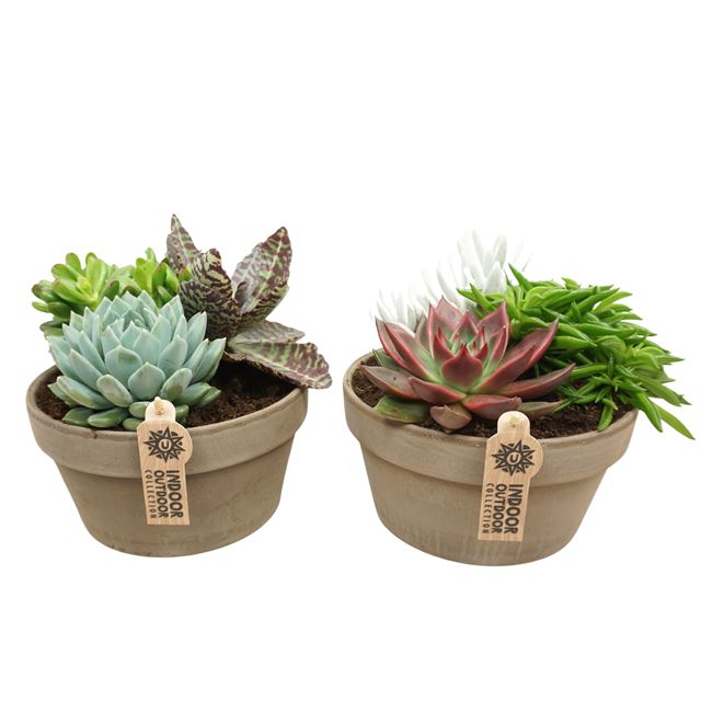 Picture of SUCCULENT ARRANGEMENT IN GRAY TERRACOTTA BOWL