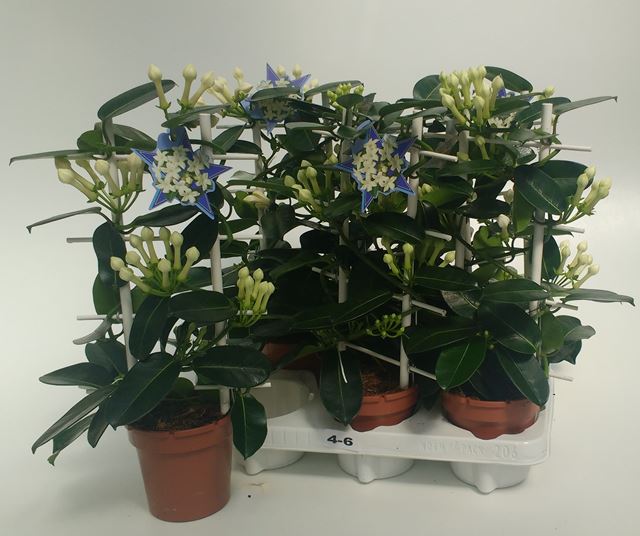 Picture of STEPHANOTIS ON FRAME