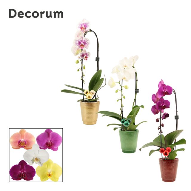 Picture of PHALAENOPSIS 01-STEM CASCADE MIX IN CERAMIC