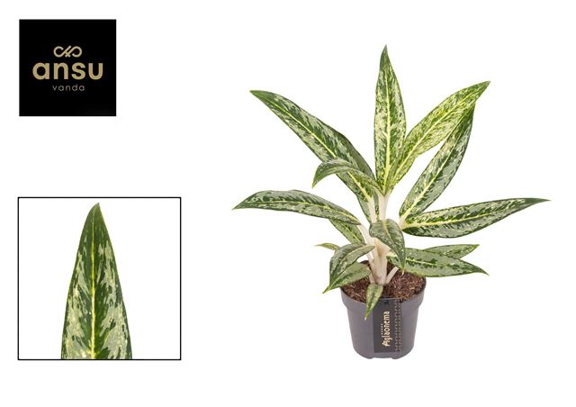 Picture of Aglaonema matcha lemon