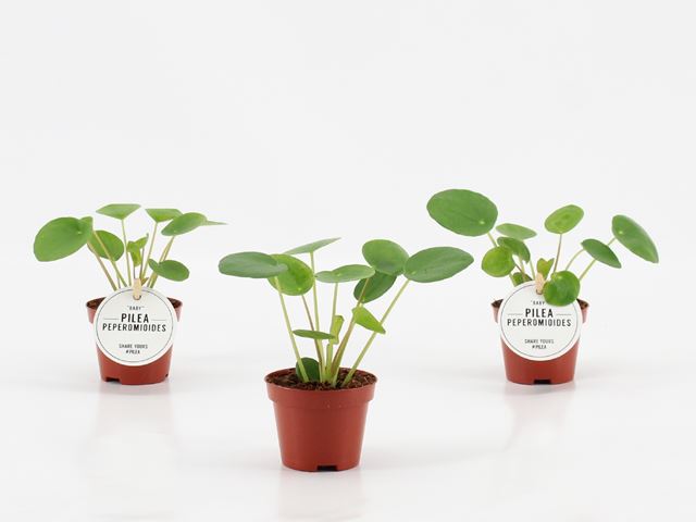 Picture of Pilea peperomioides