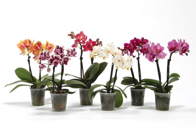 Picture of PHALAENOPSIS 02-STEM MINI MIX