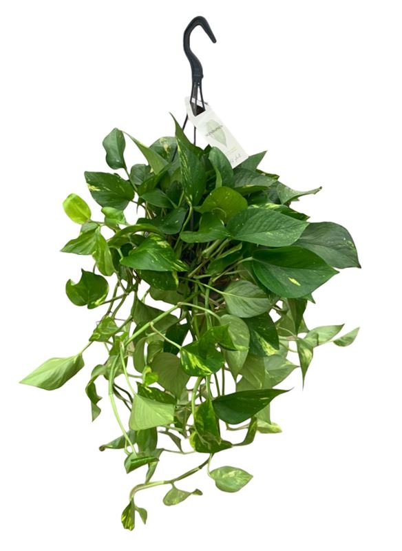Picture of EPIPREMNUM AUREUM HANGING BASKET
