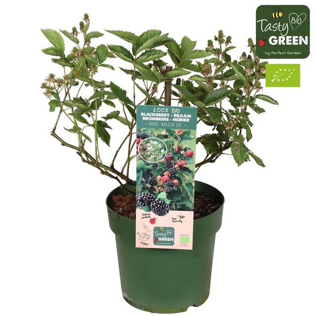 Picture of Rubus fruticosus magical joy