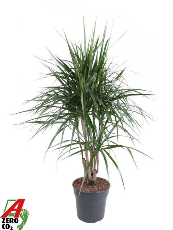 Picture of Dracaena marginata branched