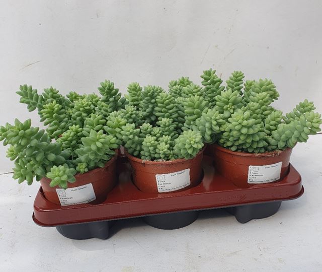 Picture of SEDUM MORGANIANUM BURRITO