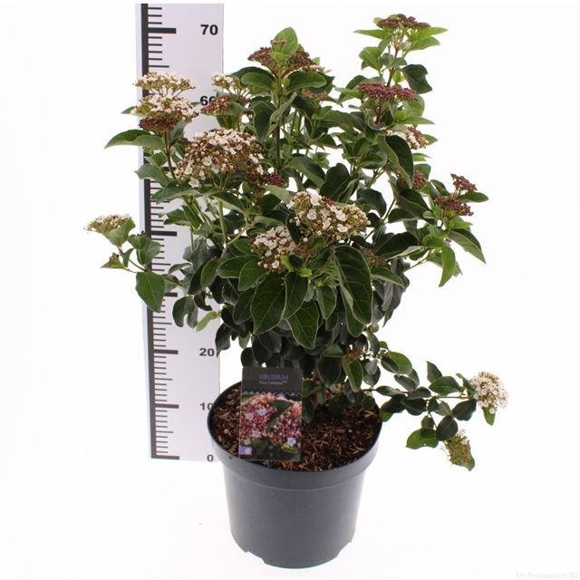 Picture of Viburnum tinus lisarose