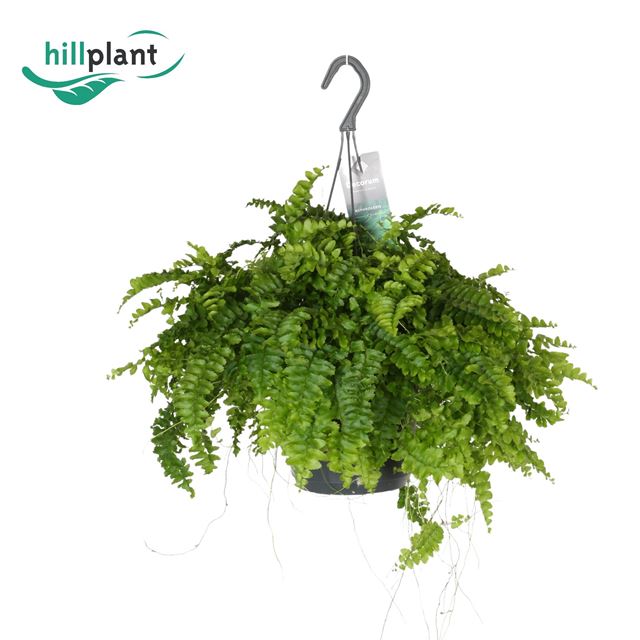 Picture of NEPHROLEPIS EXALTATA POM POM