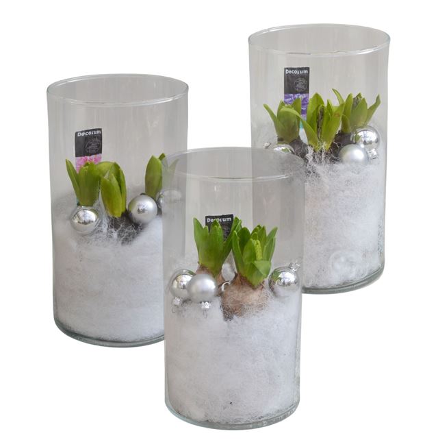 Picture of HYACINTHUS 03BULBS GLASS WINDLIGHT