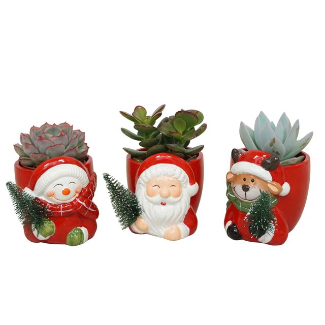 Picture of SUCCULENT MIX IN XMAS CERAMIC