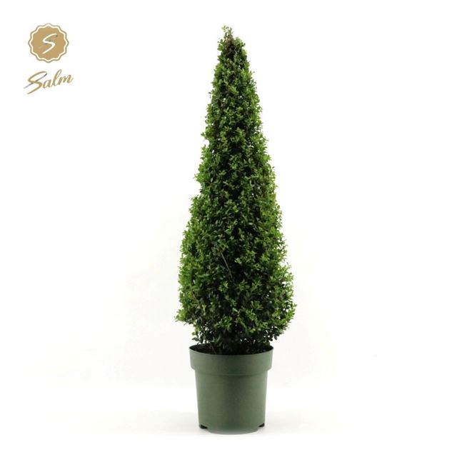 Picture of ILEX CRENATA PYRAMID 100CM