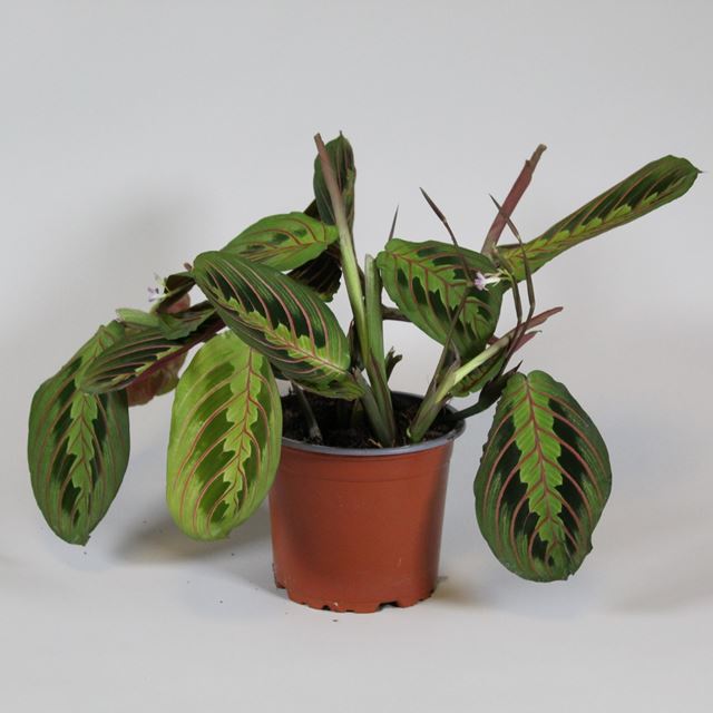 Picture of MARANTA LEUCONEURA TRICOLOR