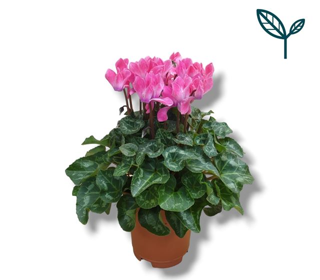 Picture of CYCLAMEN PERSICUM PINK LIGHT