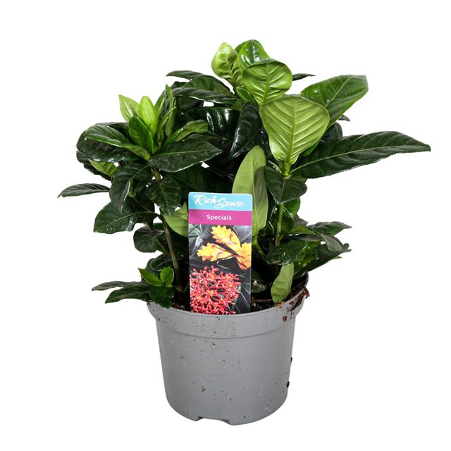 Picture of GARDENIA JASMINOIDES