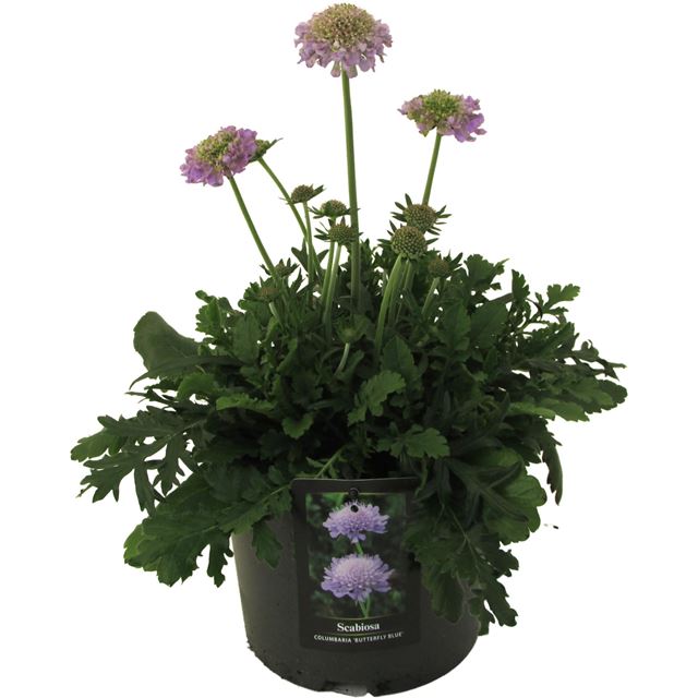 Picture of Scabiosa columbaria butterfly blue
