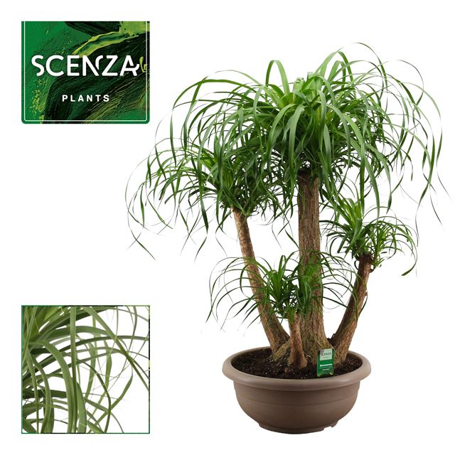 Picture of Beaucarnea branched in bowl