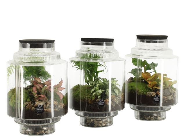 Picture of TERRARIUM