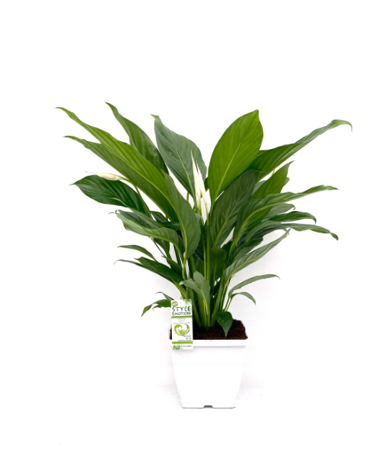 Picture of SPATHIPHYLLUM BINGO IN WHITE SQUARE POT