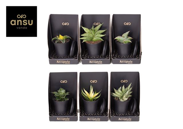 Picture of SANSEVIERIA MIX  XEROPHYTE COLLECTION 