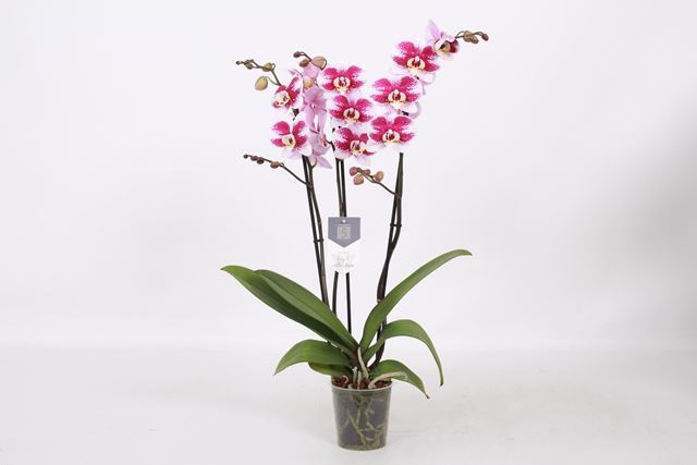 Picture of PHALAENOPSIS 03-STEM BARCELONA