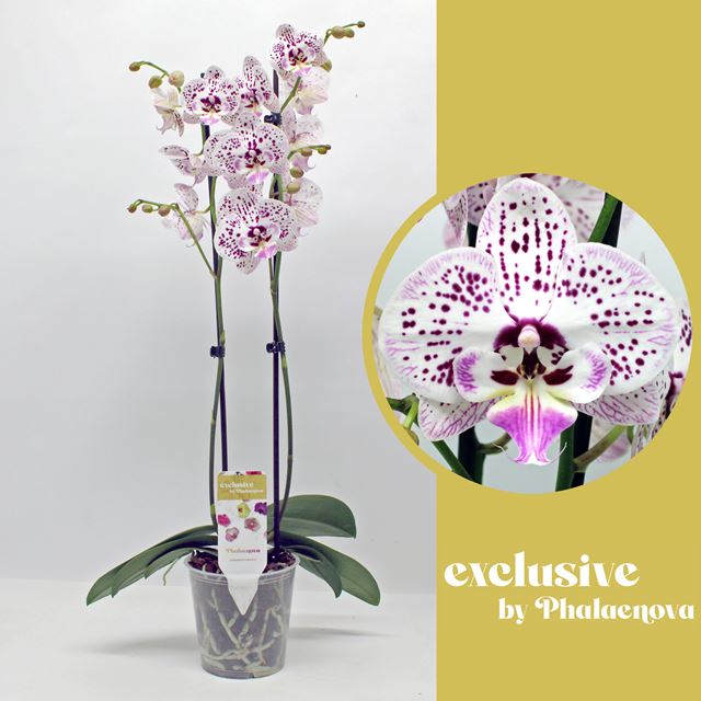 Picture of PHALAENOPSIS 02-STEM EXPRESSION