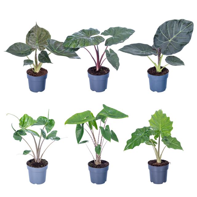 Picture of Alocasia mix
