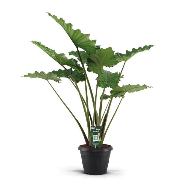 Picture of ALOCASIA PORTODORA