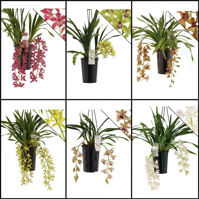 Picture of CYMBIDIUM 02-STEM CASCADE MIX