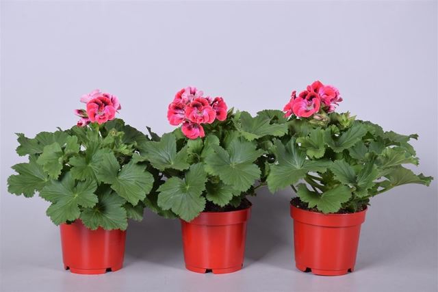 Picture of Pelargonium grandiflorum red