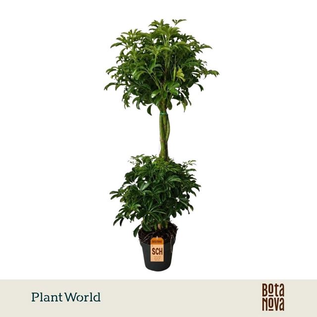 Picture of Schefflera arboricola luseana duo ball