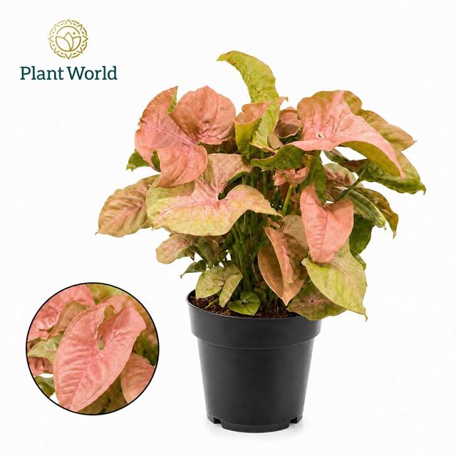 Picture of Syngonium podophyllum red heart