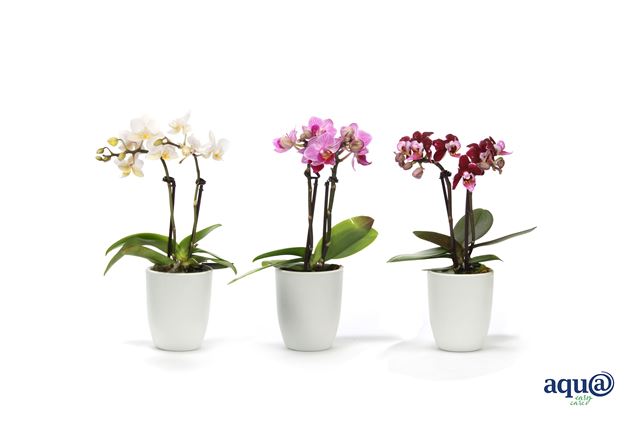 Picture of Phalaenopsis 02-stem tiny dolls in ceramic