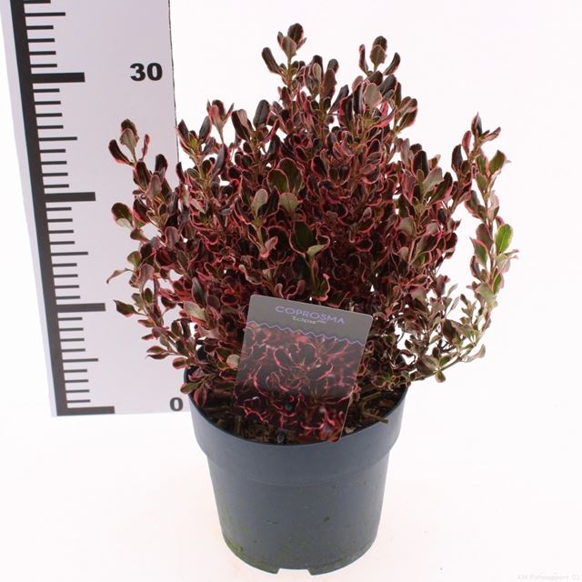 Picture of Coprosma repens eclipse