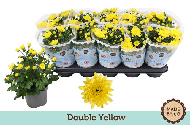 Picture of Chrysanthemum indicum double yellow