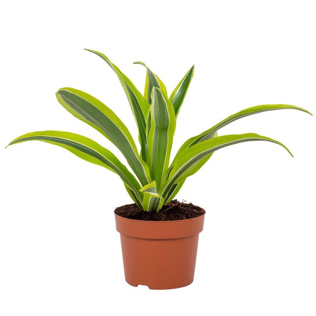 Picture of DRACAENA FRAGRANS LEMON LIME