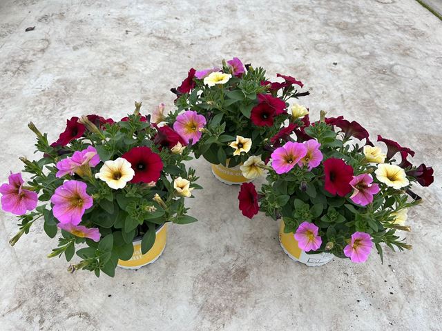 Picture of Surfinia beautical tricolor