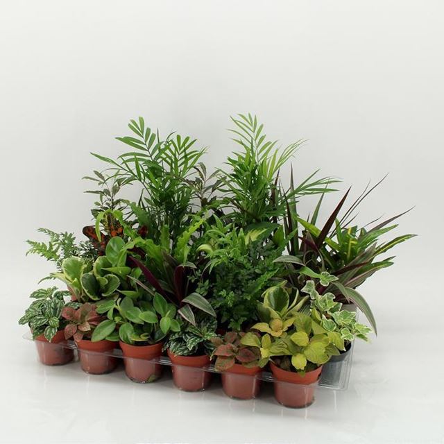 Picture of FOLIAGE MIX IN TRAY