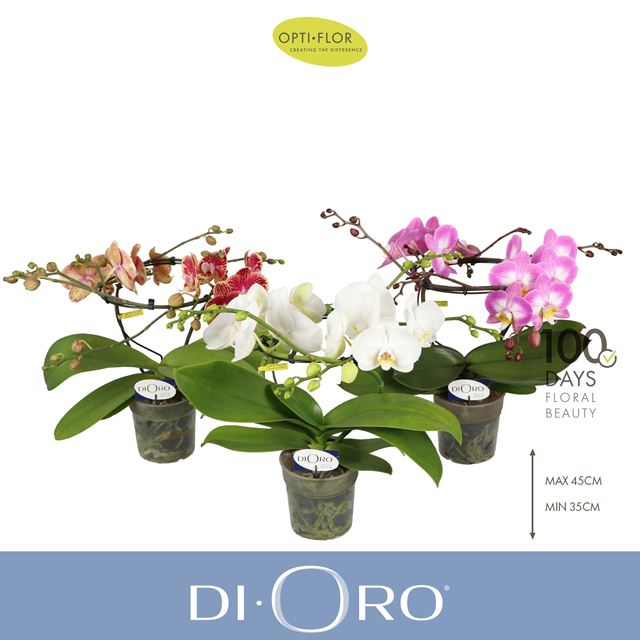 Picture of Phalaenopsis 02-stem dioro mix