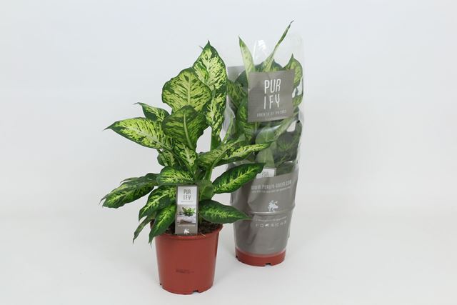 Picture of Dieffenbachia sublime