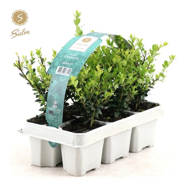 Picture of ILEX CRENATA JENNY 06-PACK