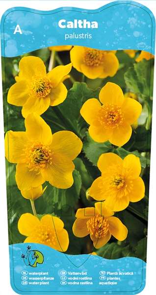 Picture of CALTHA PALUSTRIS